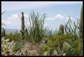 CRW_8924 Cacti and ocotillo